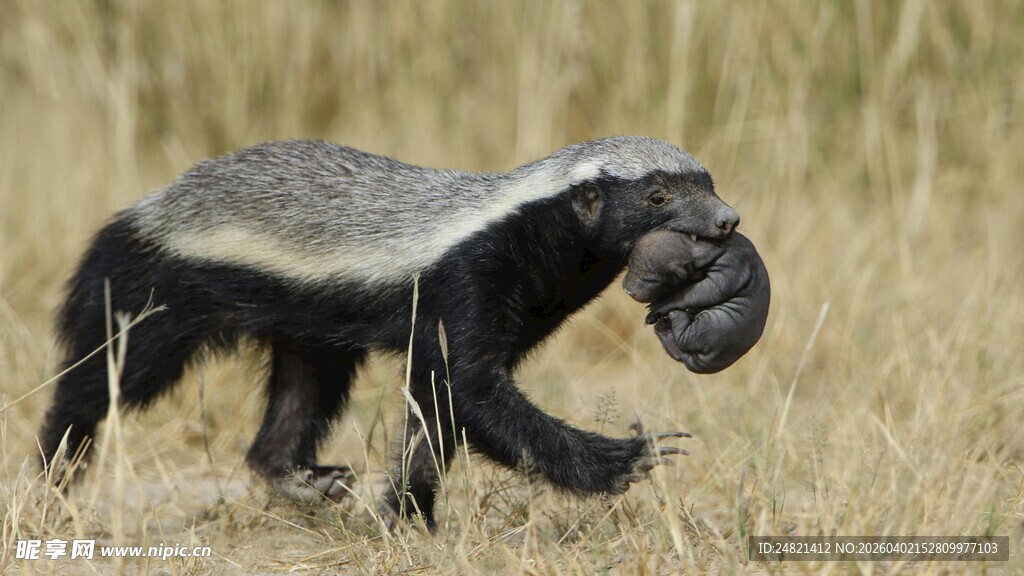蜜獾叼着猎物行走