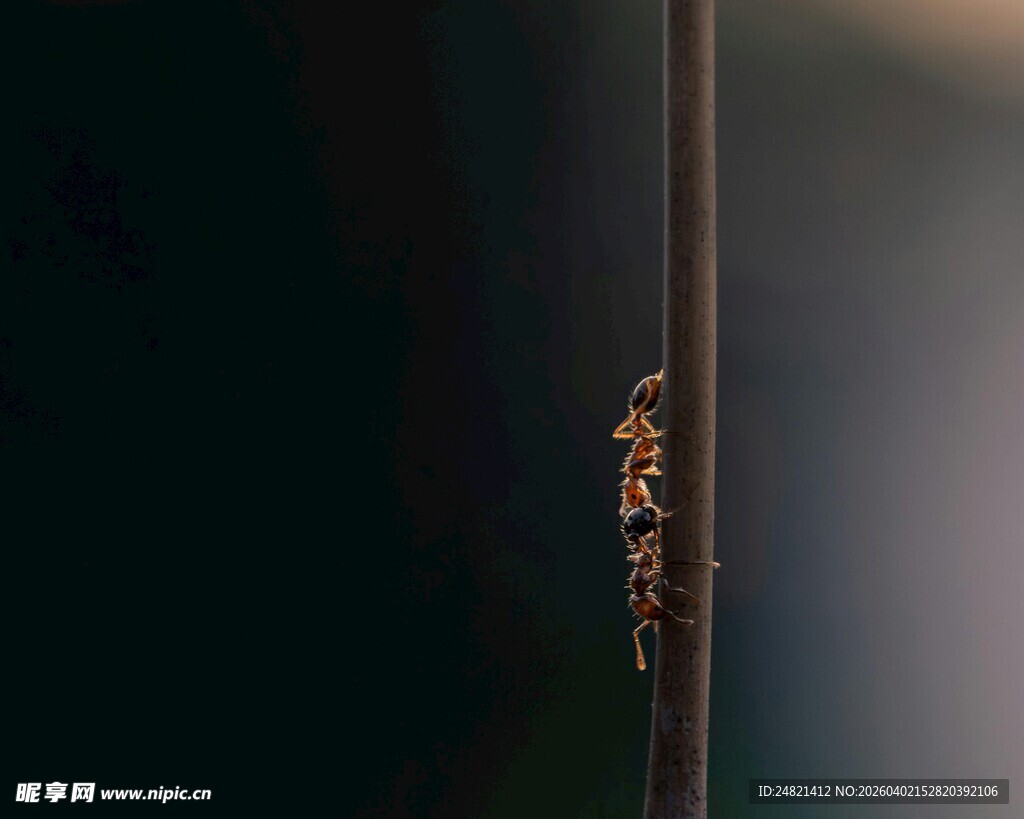 金色花纹装饰的深色物件