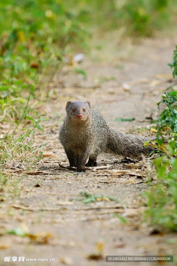 小松鼠在林间小路上