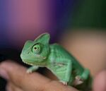手掌上的绿色小变色龙