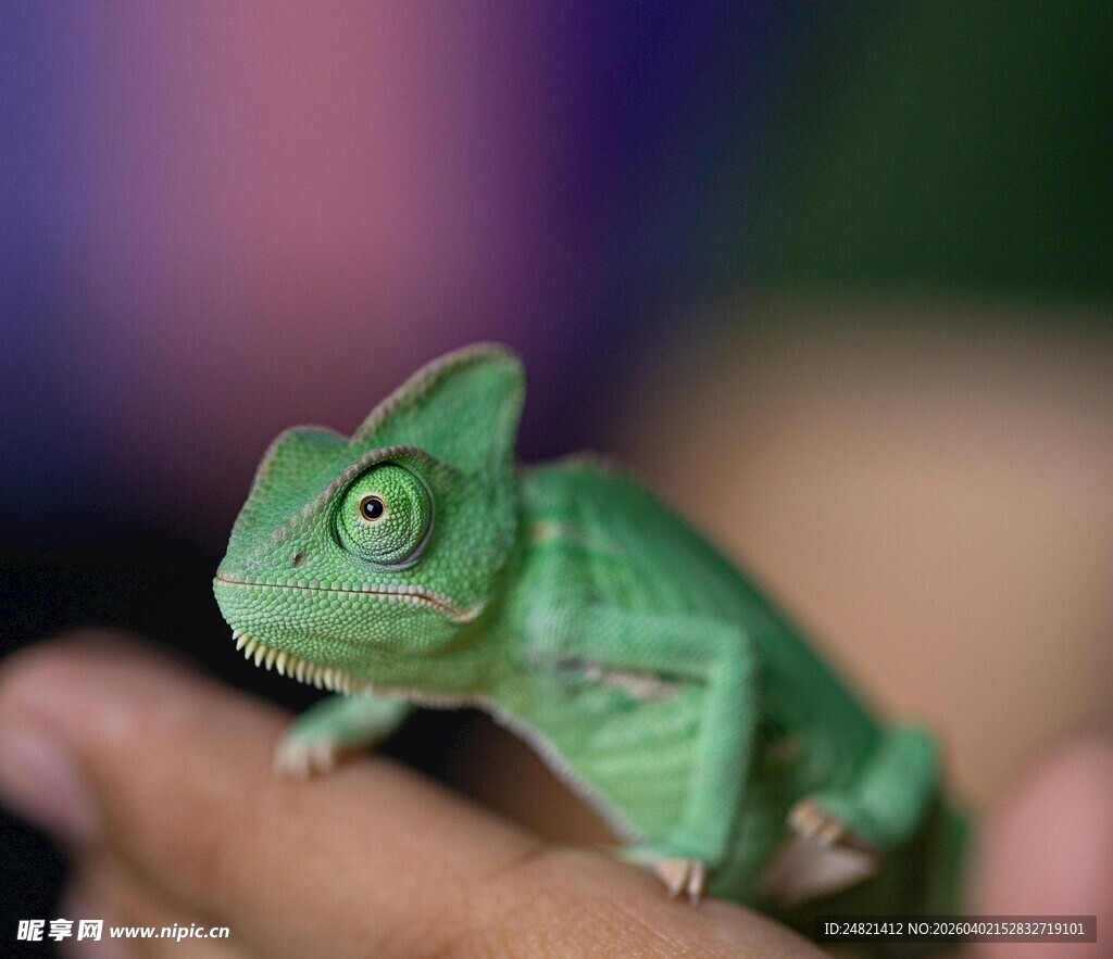手掌上的绿色小变色龙