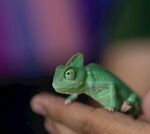 手掌上的绿色小变色龙