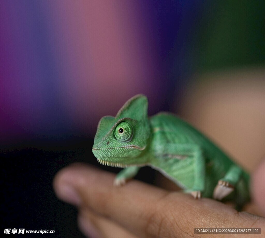 手掌上的绿色小变色龙