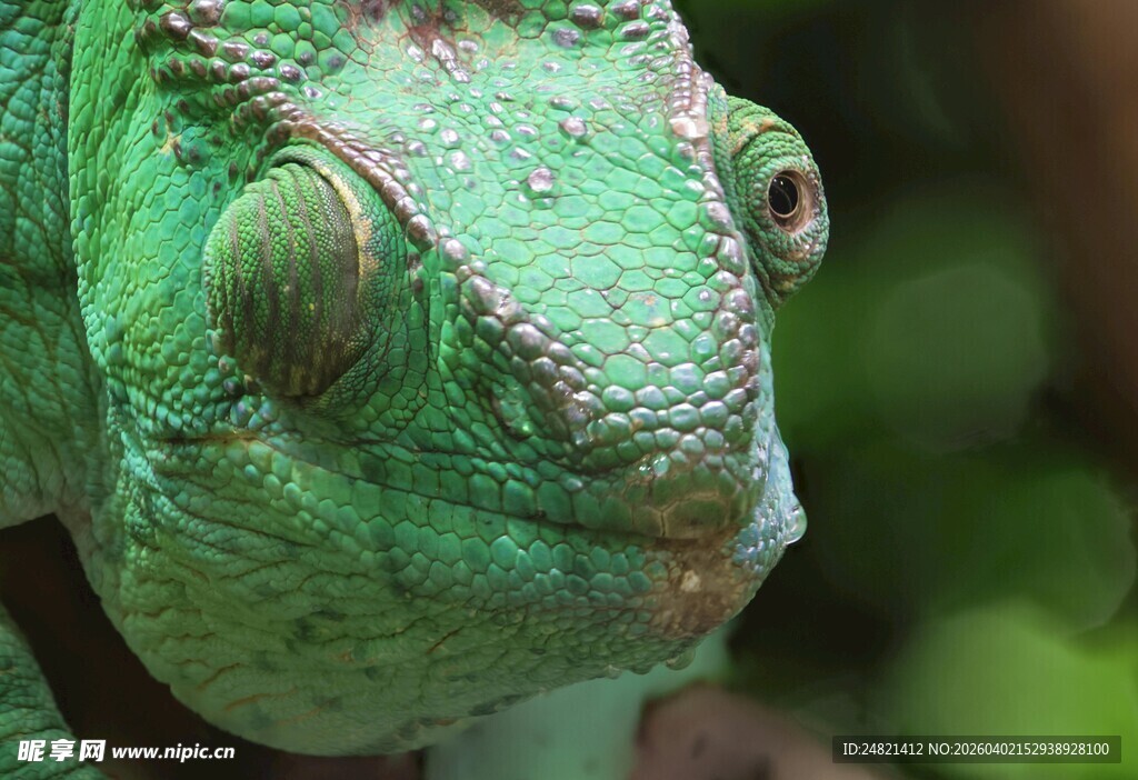绿色变色龙的头部