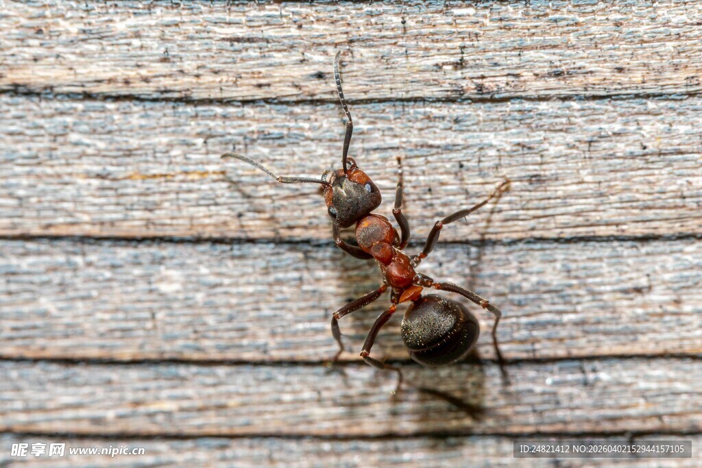木面上的红黑相间蚂蚁
