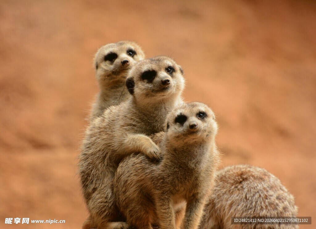 四只狐獴站立瞭望