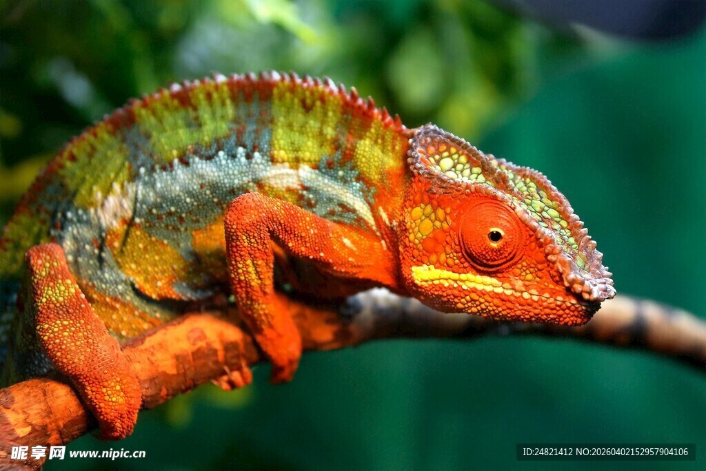 多彩变色龙栖息于枝头