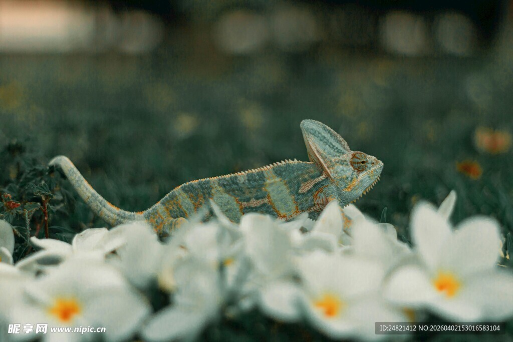 绿叶间的变色龙与白花