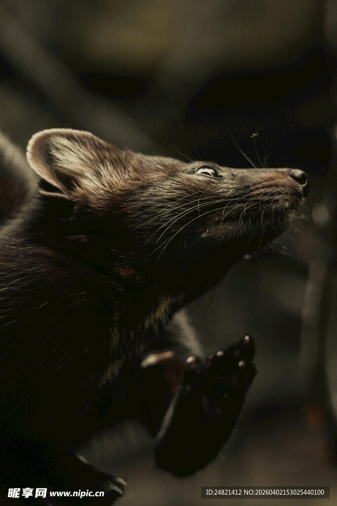 跳跃中的小老鼠