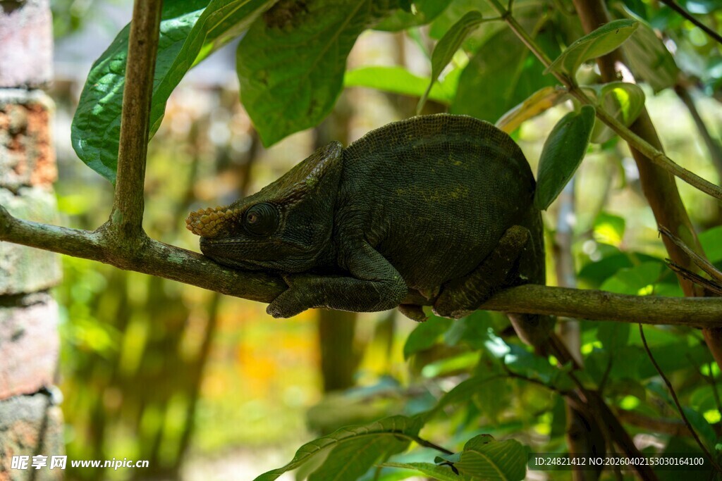 树枝上休憩的变色龙
