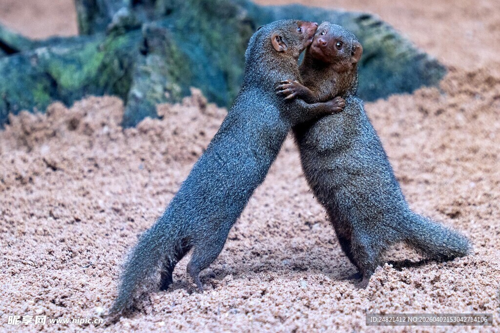 蓝色神秘生物的奇特姿态