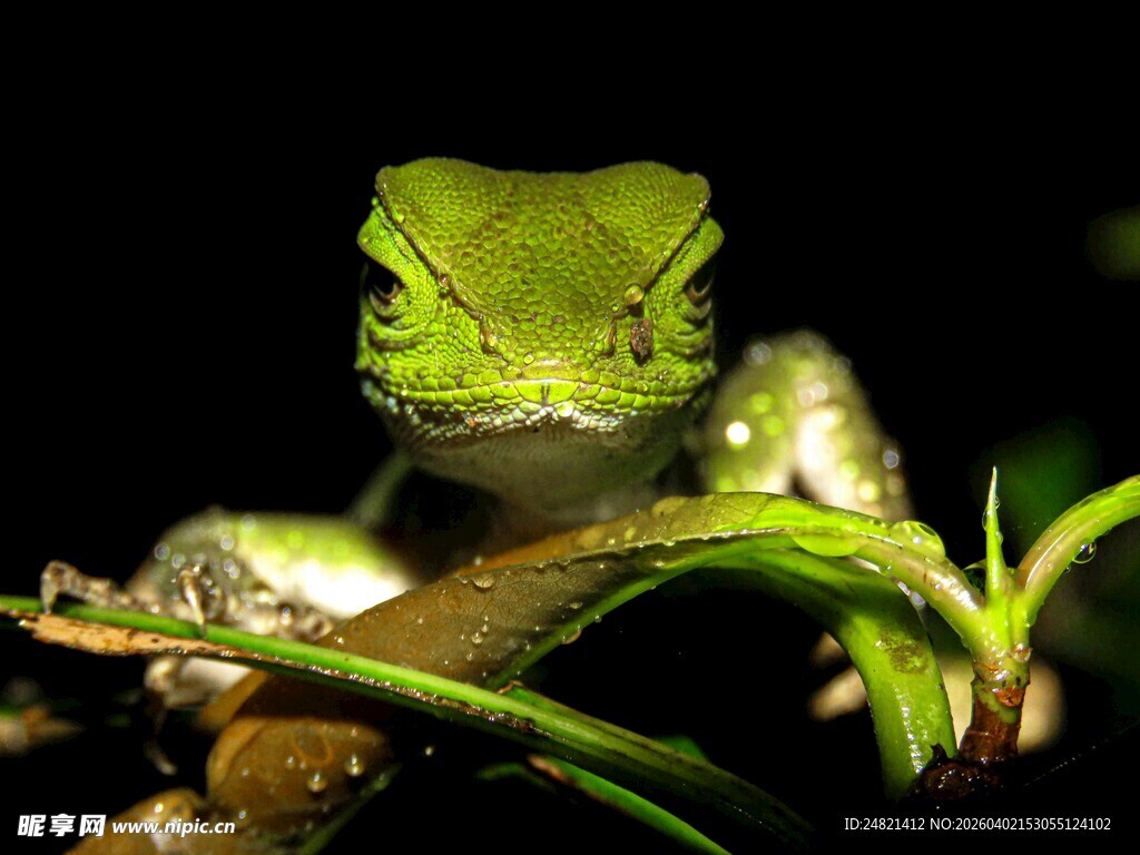 翠绿青蛙栖息绿植之上