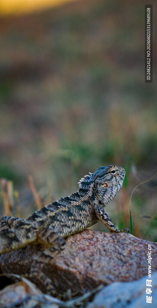 岩石上的蜥蜴