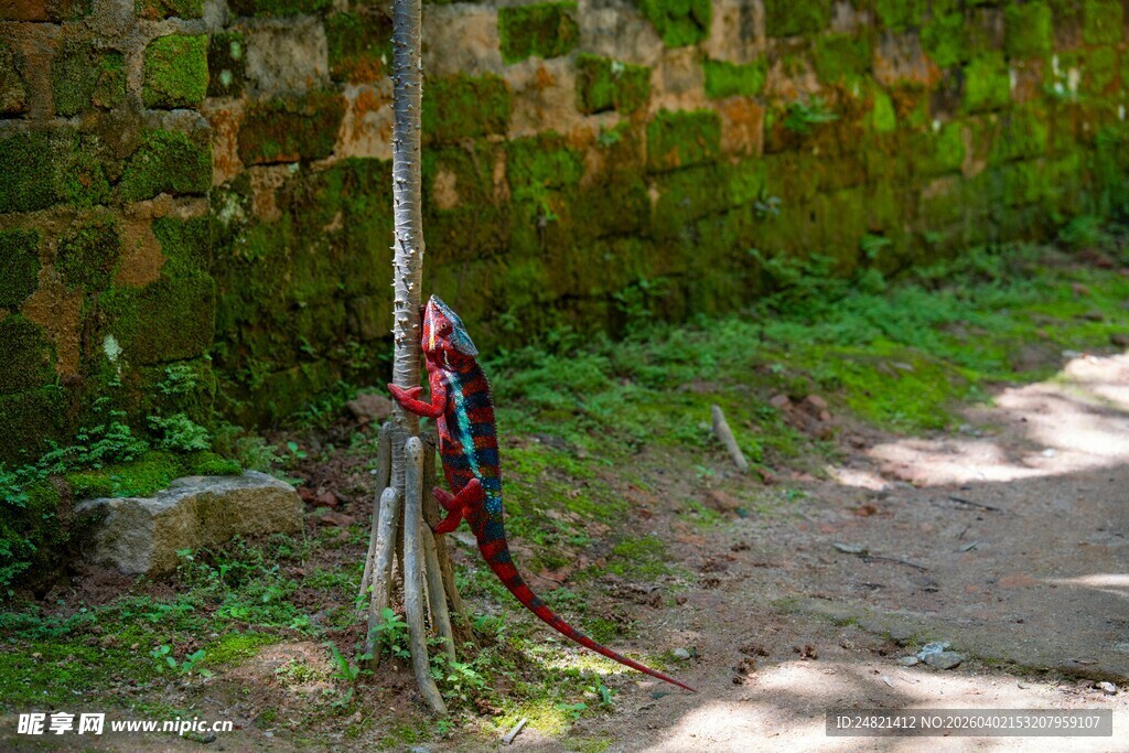 红黑蜘蛛攀附于树干
