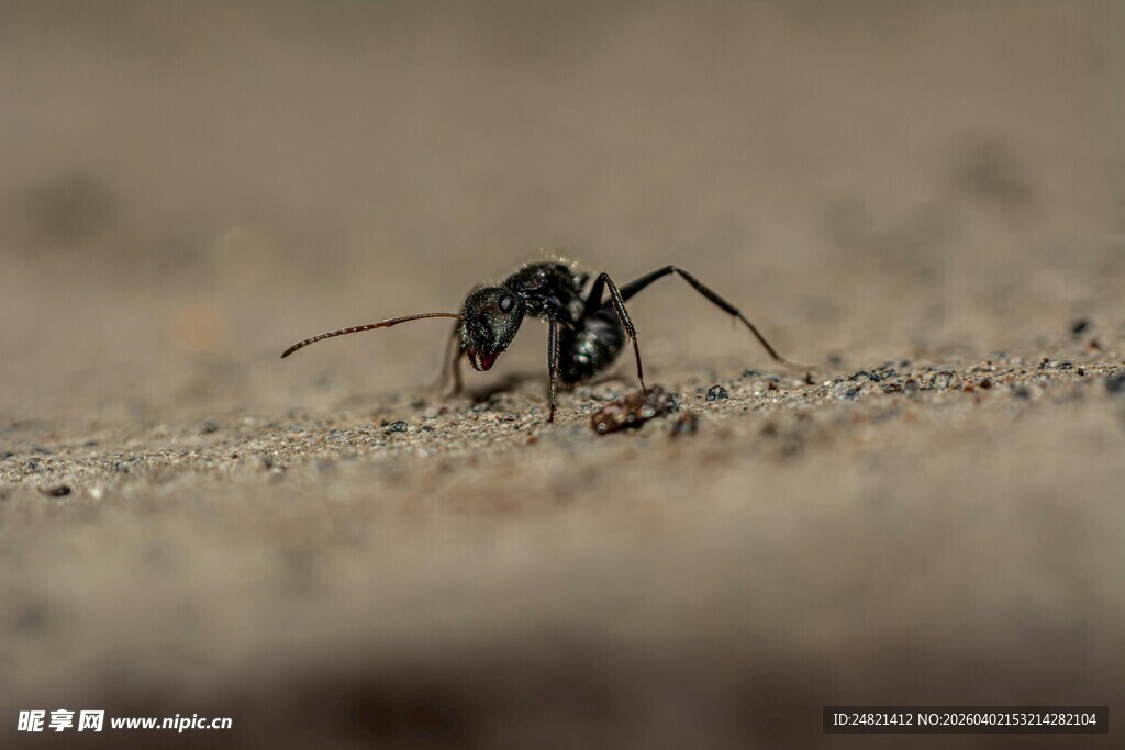 沙地上的独行蚂蚁