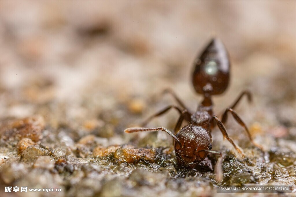 微距下的蚂蚁特写