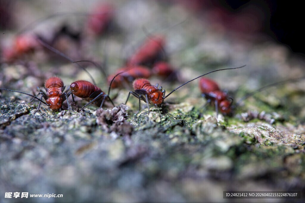 红蚂蚁在粗糙地面上活动