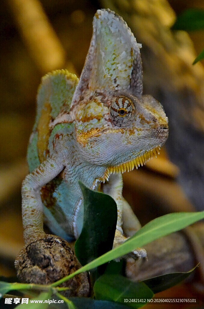 多彩变色龙栖息于枝叶间