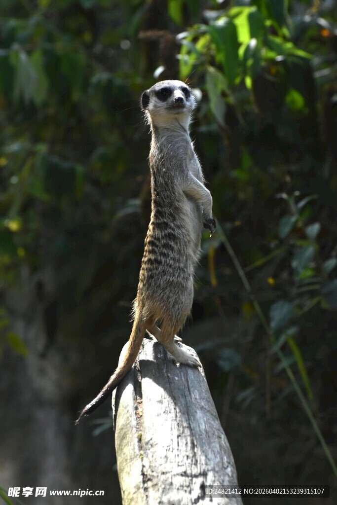 狐獴立于木上眺望远方