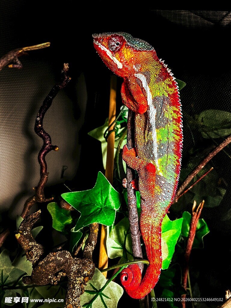 多彩变色龙栖息于绿植间