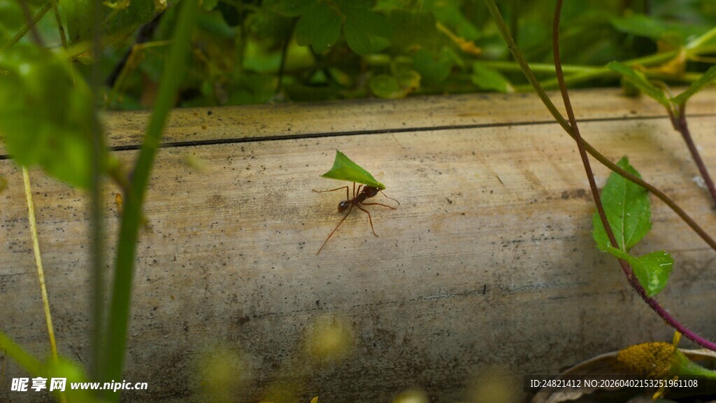 绿叶上的小昆虫
