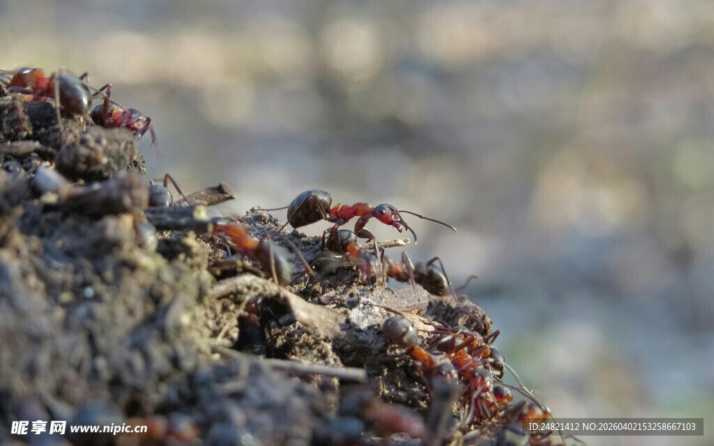 岩石上的一群小螃蟹