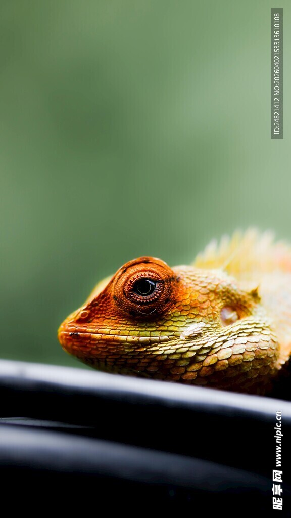 窗边的多彩小鸟