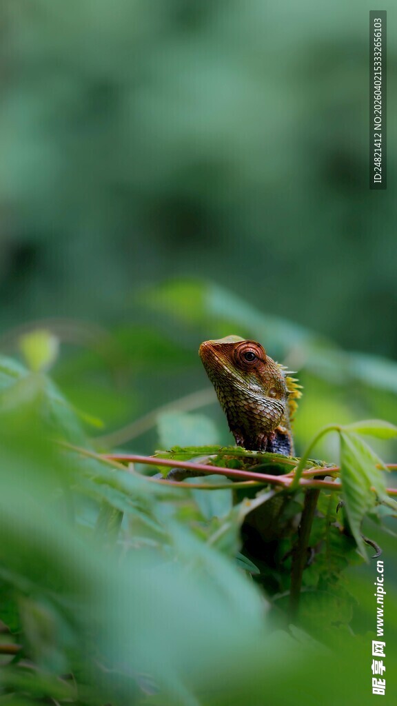 草丛中的小昆虫