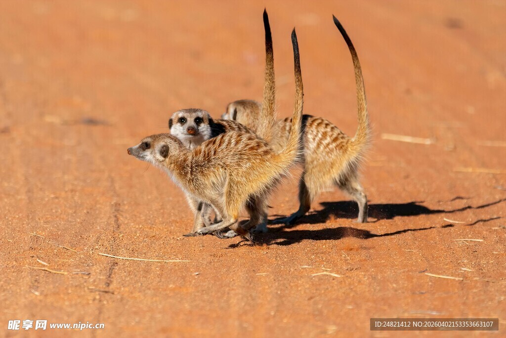 沙漠中的狐獴母子
