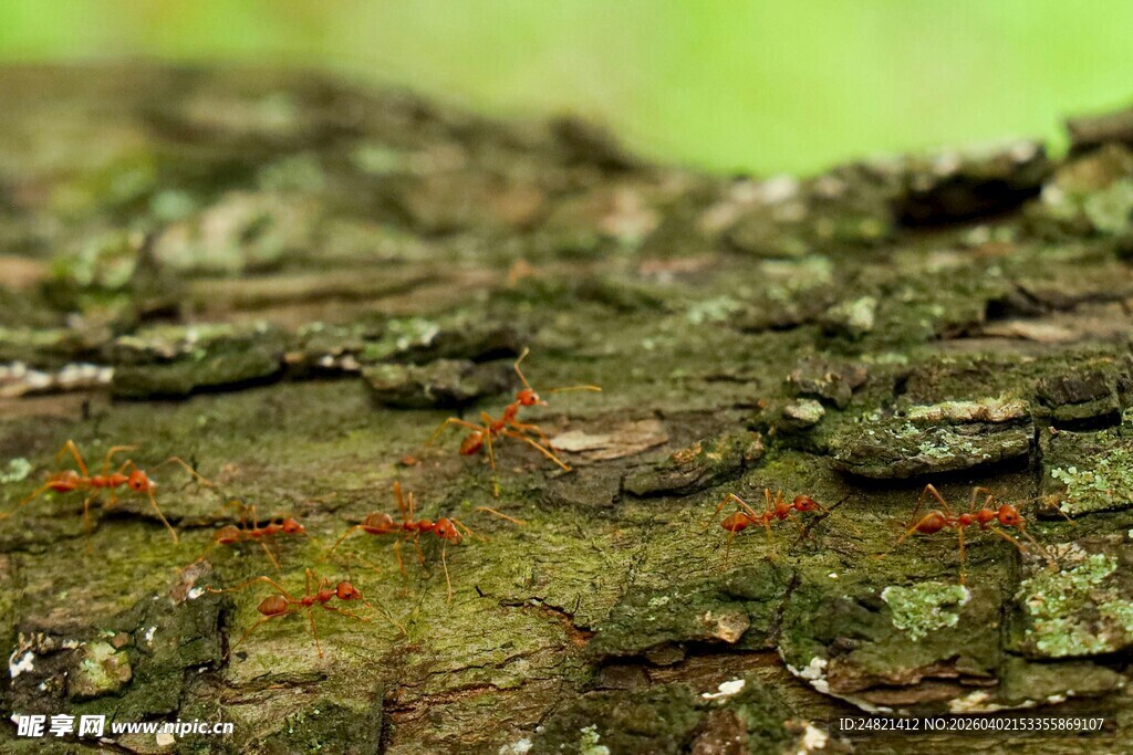 树皮上的苔藓与纹理