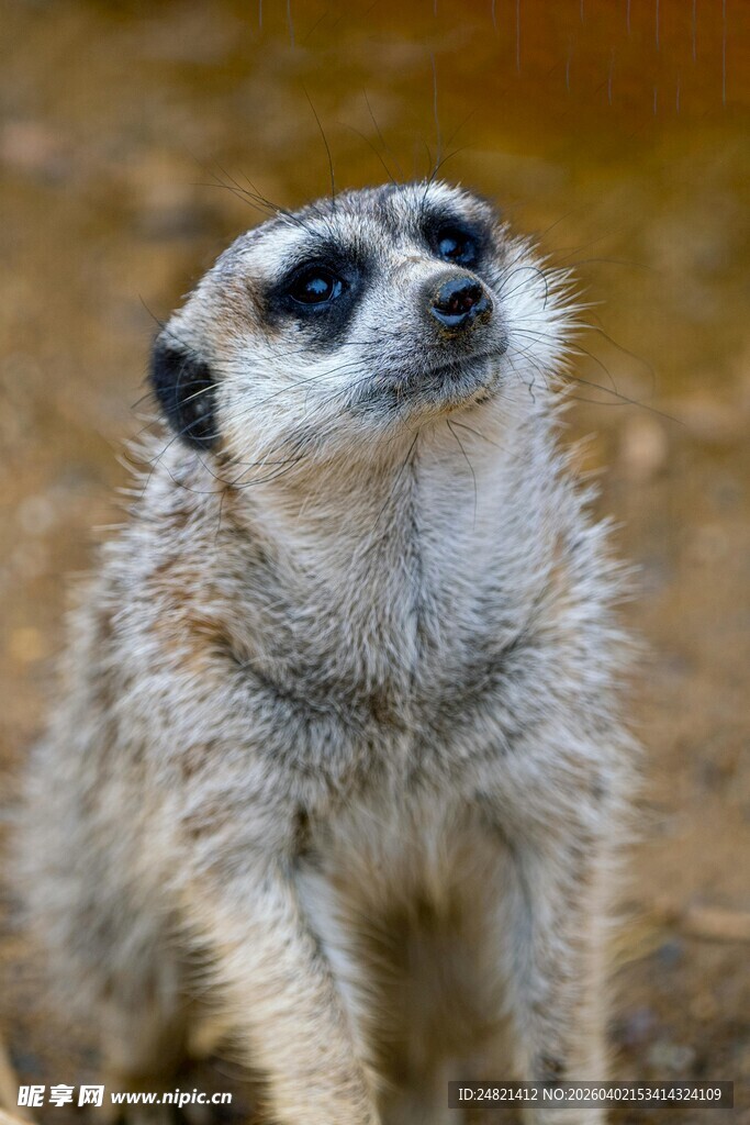 可爱细尾獴抬头望