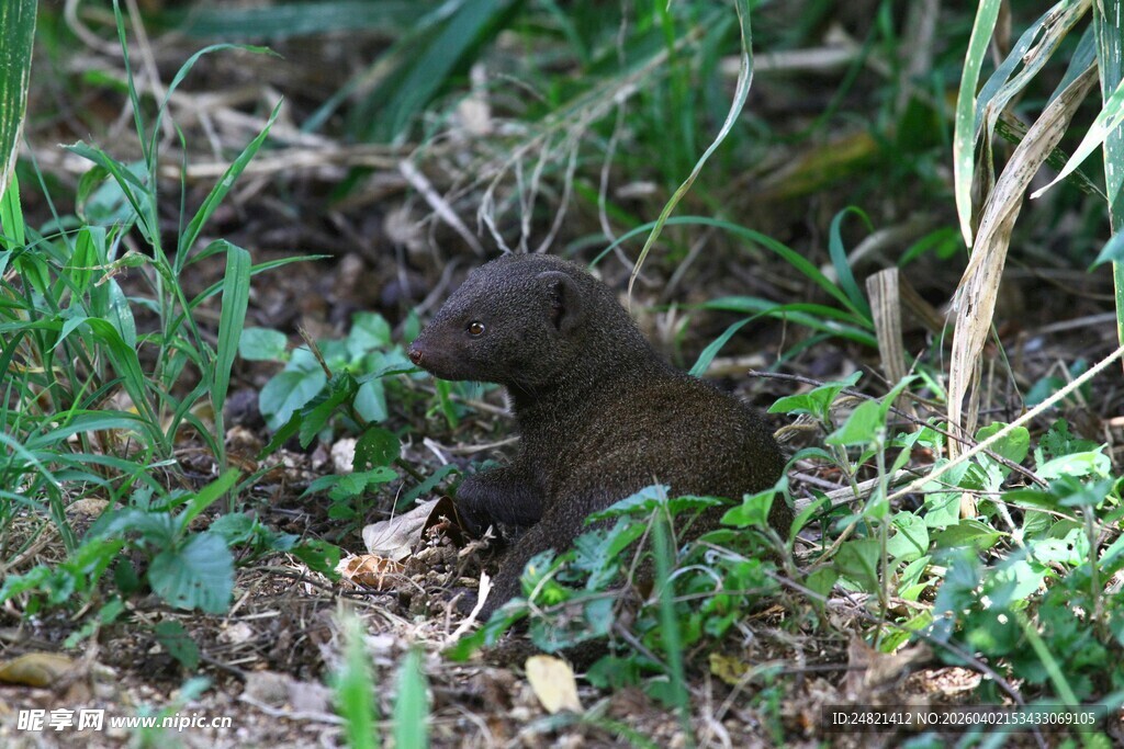 草丛中的小动物