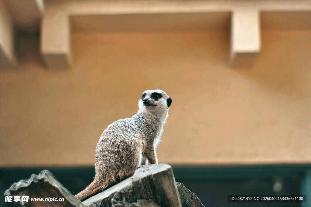 站在枝头的可爱狐獴
