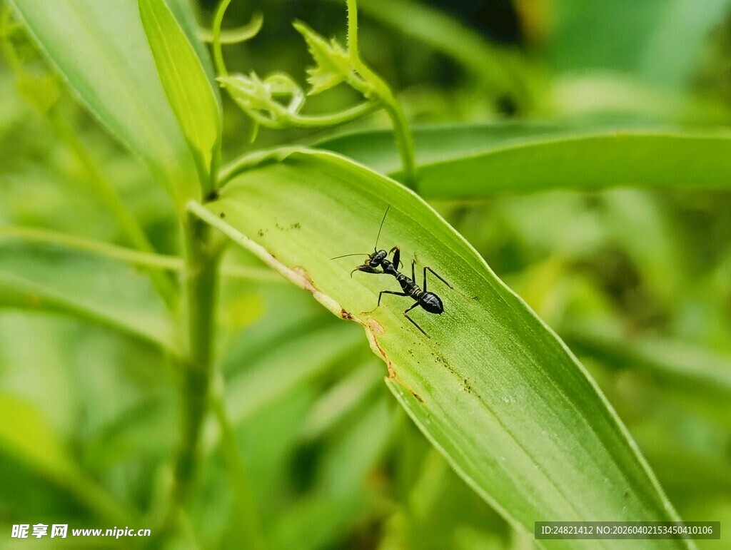 绿叶上的黑色小昆虫