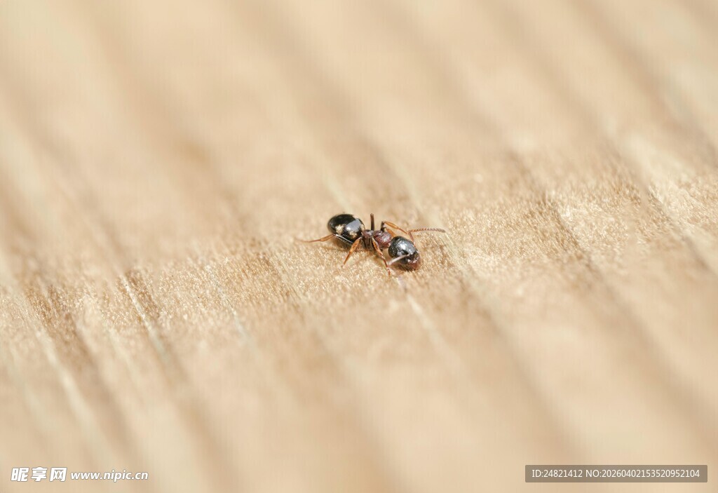 木面上的一只小蚂蚁