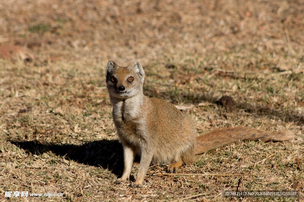 草原上的机敏狐獴