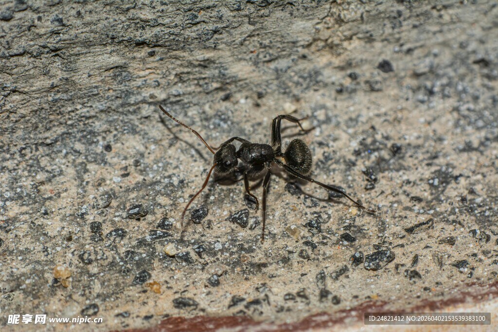 岩石上的双蚂蚁