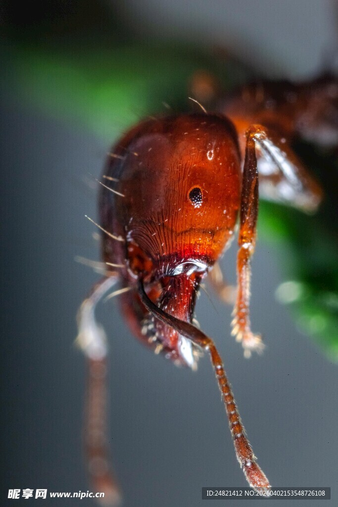 微距下的红蚂蚁特写