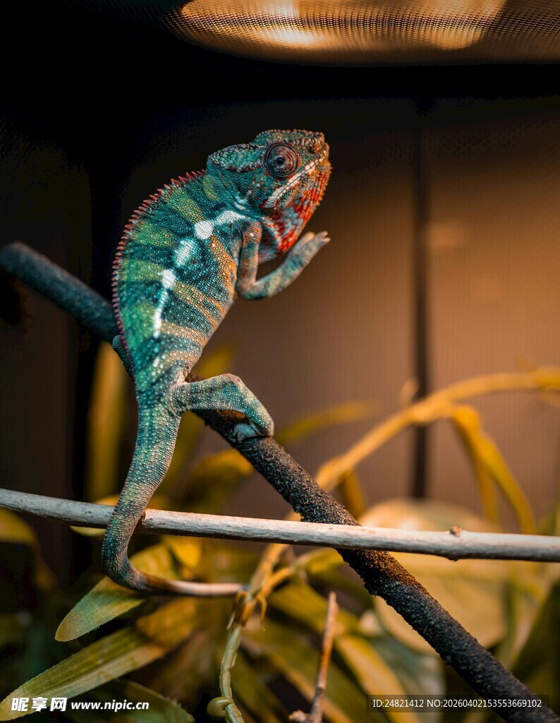 多彩变色龙栖息枝头