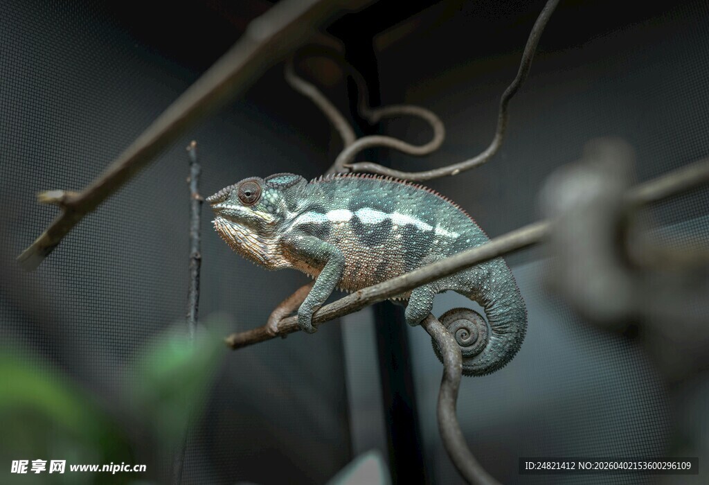 树枝上的变色龙