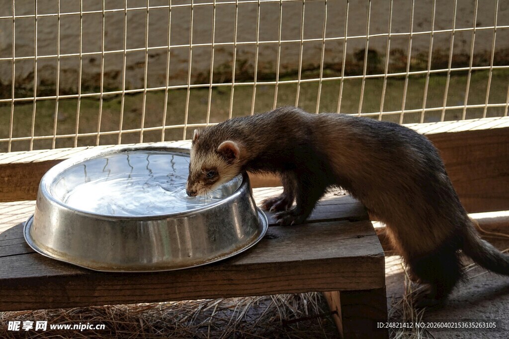 雪貂在水盆边饮水
