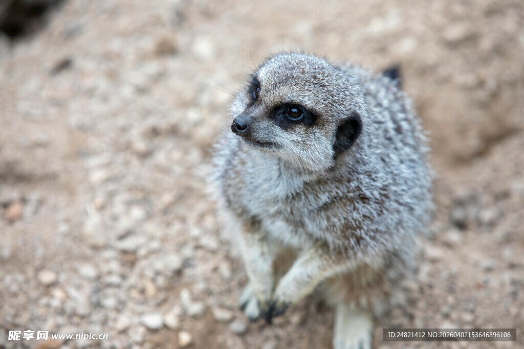 可爱猫鼬站立在沙石间