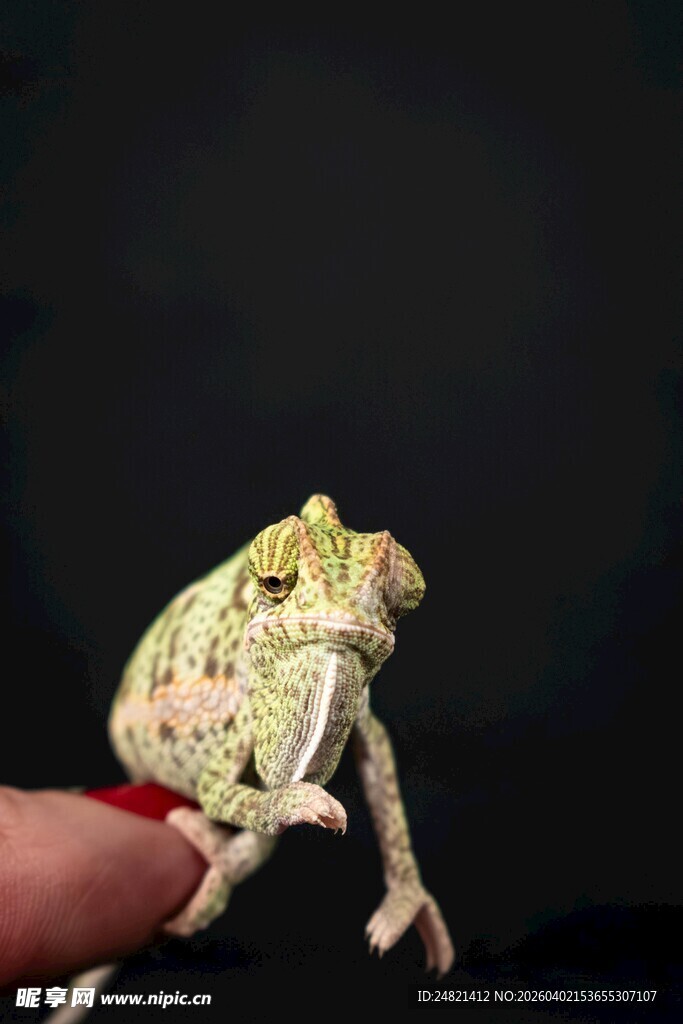 手指上的绿色小树蛙