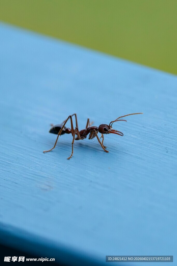 蓝色平面上的独行蚂蚁