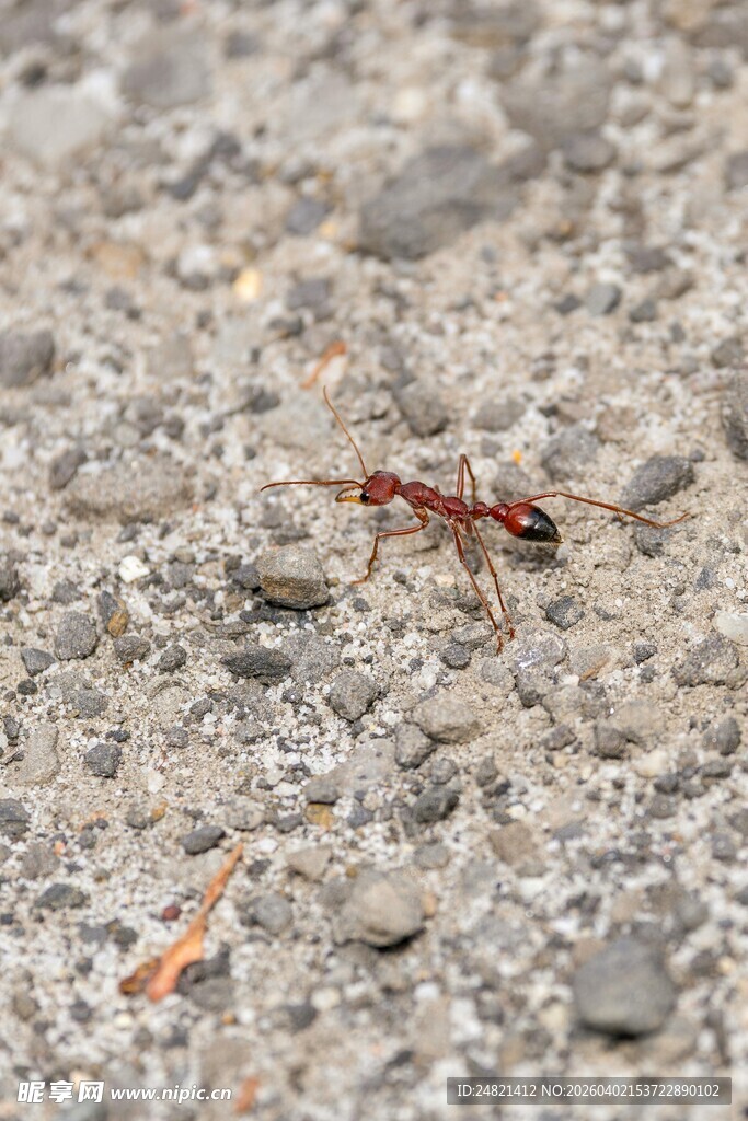 砂石地上的小昆虫