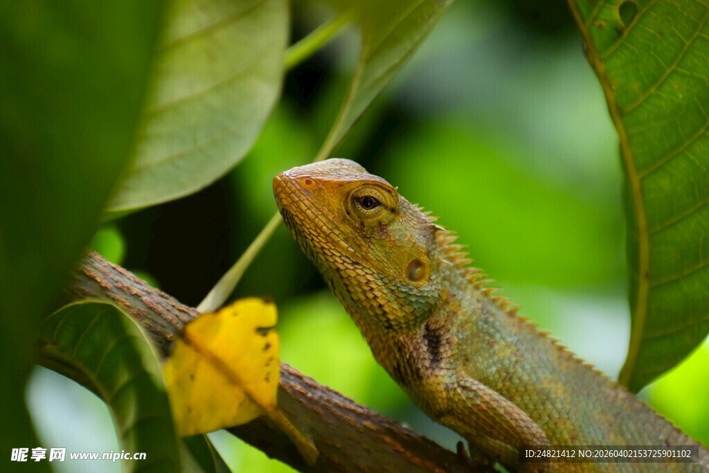 绿叶间的蜥蜴