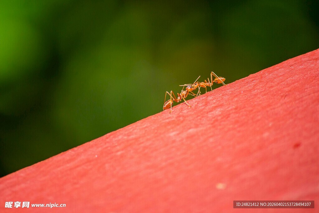 红面上的蚂蚁
