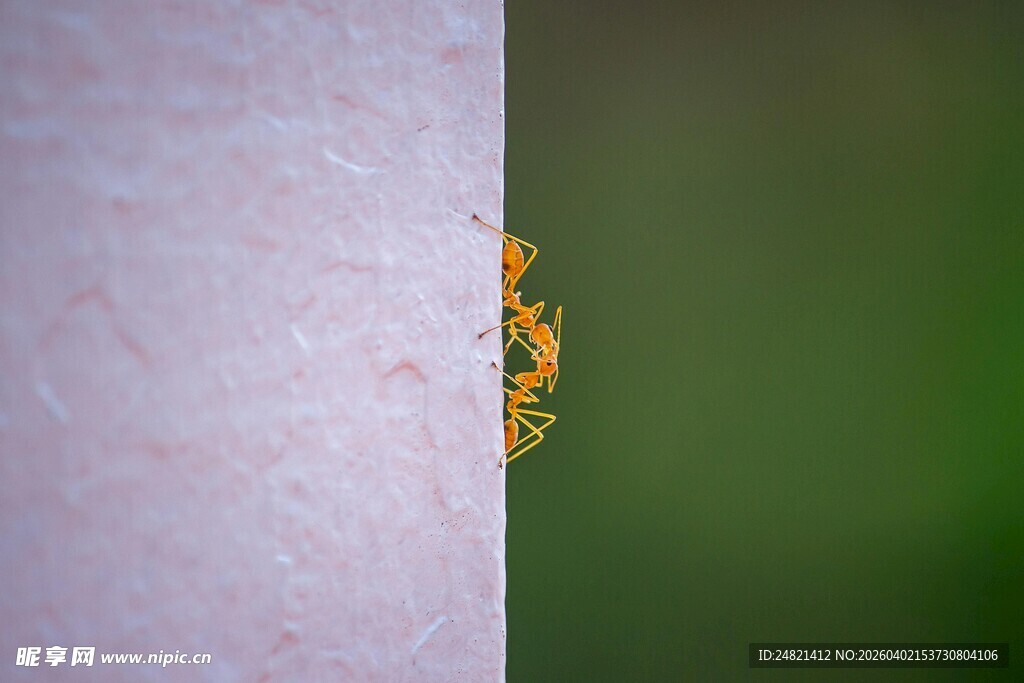 墙角处的小昆虫