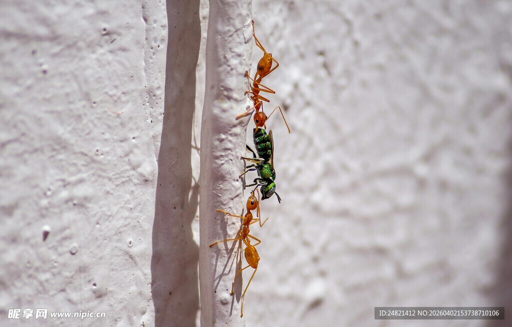 墙上的多彩小昆虫