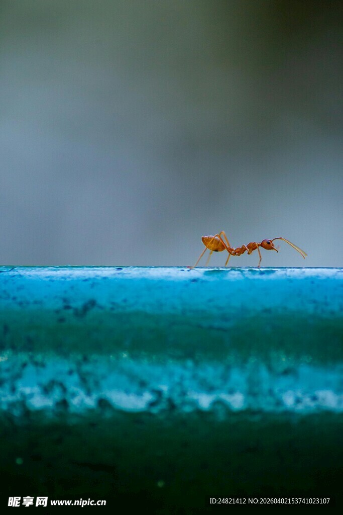蚂蚁在蓝色管状物上爬行